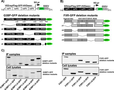 Binding Of G3bp1 And Fxr1 To The Eeev Nsp3 Hvd Is Mediated By Their