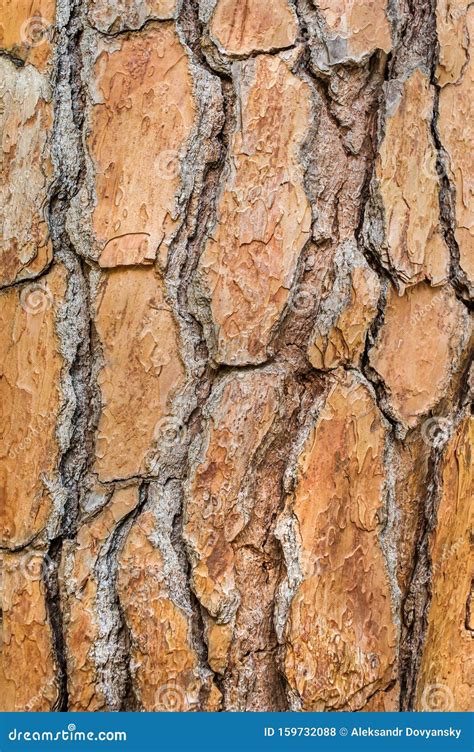 Large Brown Bark Of A Pine Tree Close Up Stock Photo Image Of