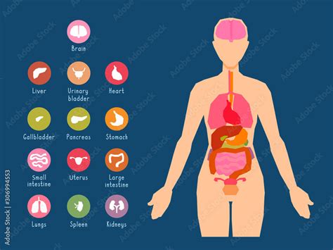 Vetor Do Stock Major Human Body Internal Organs Icons And Placement