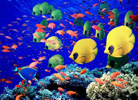 Underwater Sea Creatures And Other Animals Wallpapers Sea Life