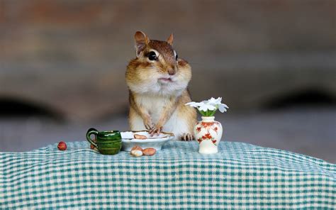 壁紙 シマリス、ピーナッツ、花、朝食、面白い動物 1920x1200 Hd 無料のデスクトップの背景 画像