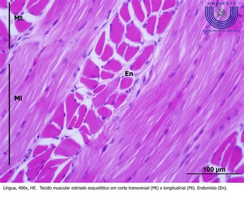 Tecido Muscular Estriado Esquelético Unioeste