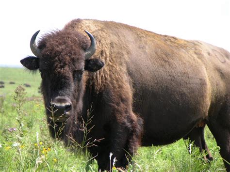 Buffalo Animal Wildlife