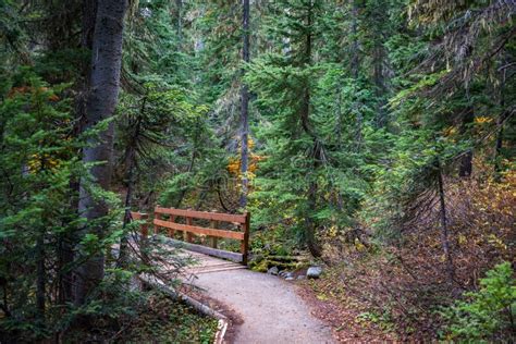 Hiking Trail Bridge In Mountain Pine Forest In Autumn Stock Image