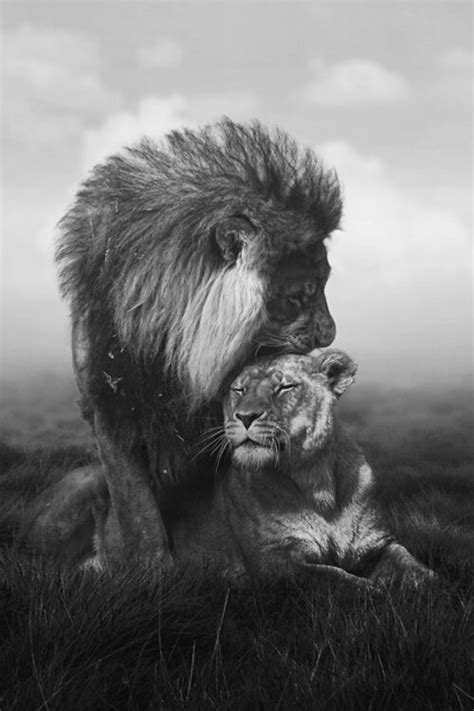 King And Queen Lion And Lioness Love On Pinterest Lion And Lioness