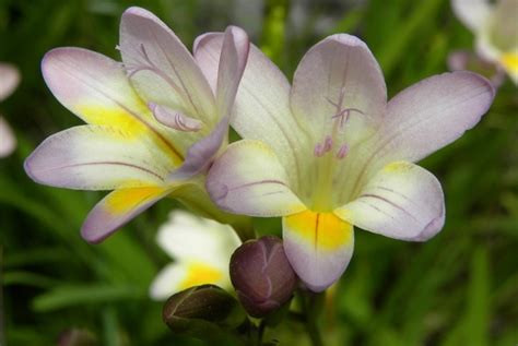 Maybe you would like to learn more about one of these? Meanings & Symbolism of Freesia Flower!! | Blog ...