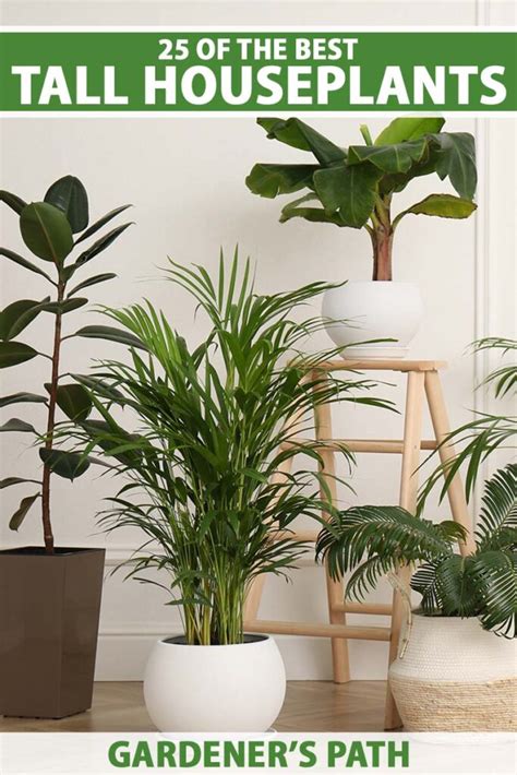 The Best Tall Houseplants 25 Tree Like Plants To Grow Indoors