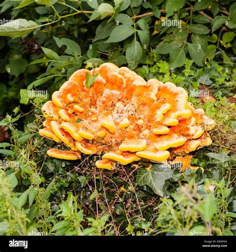 Orange Fungus On Tree Uk Img Humdinger