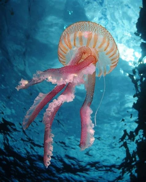 Beautiful Jelly Fish Beautiful Sea Creatures Ocean