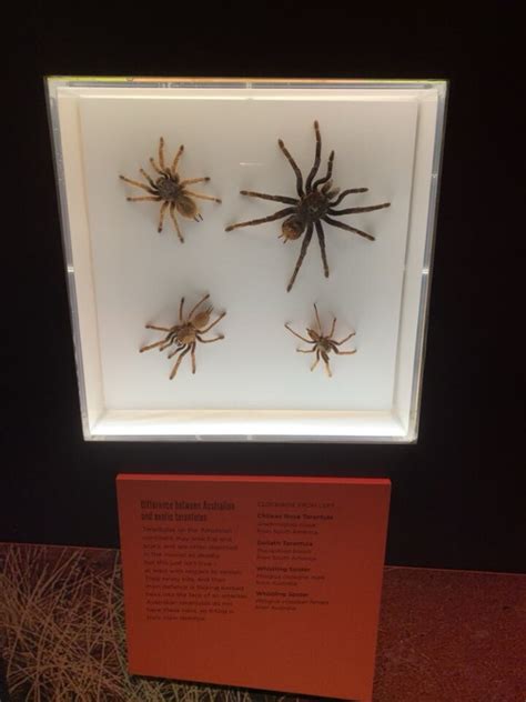 Whereistomato Queensland Museum Spiders