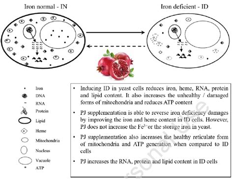 Diagrammatic Representation Of Iron Deficiency Induced Cellular Changes