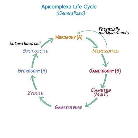 Immunology Microbiology Glossary Protozoa Apicomplexa Life Cycle Draw It To Know It