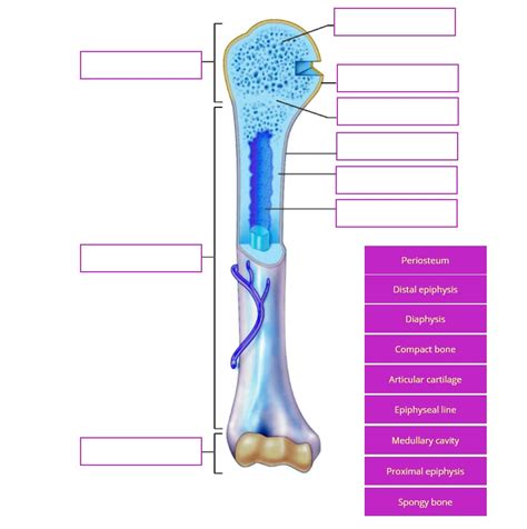 Solved Periosteum Distal Epiphysis Diaphysis Compact Bone Articular