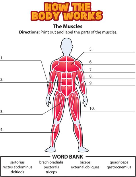 Muscular System Labeling Worksheet