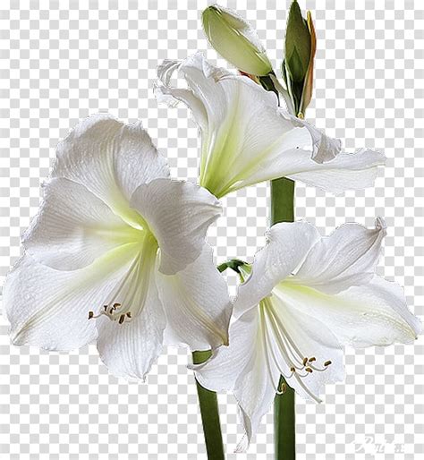 Use them in commercial designs under lifetime, perpetual & worldwide rights. Library of sympathy svg stock pink lillies boarder png ...