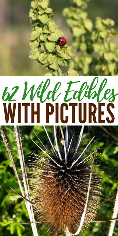 62 Wild Edibles With Pictures Shtfpreparedness Wild Edibles Edible