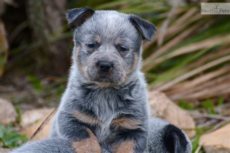 Maybe you would like to learn more about one of these? Australian Cattle Dog/Blue Heeler puppy for sale near ...