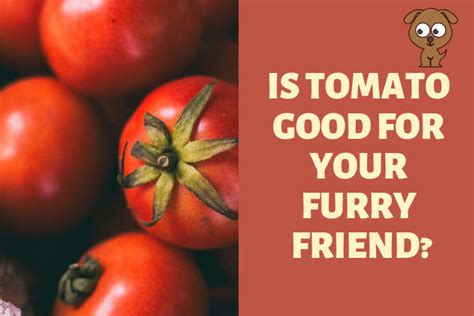 Can Dogs Eat Tomatoes Puppy Cute Dog