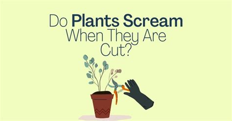 Do Plants Scream When They Are Cut Plant Authority