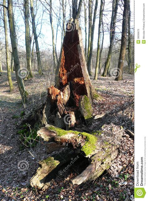 Rotten Tree Stump Stock Image Image Of Destruction Broken 38099673
