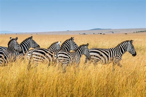 Africa Through The Lens African Safari And Tour Exclusive