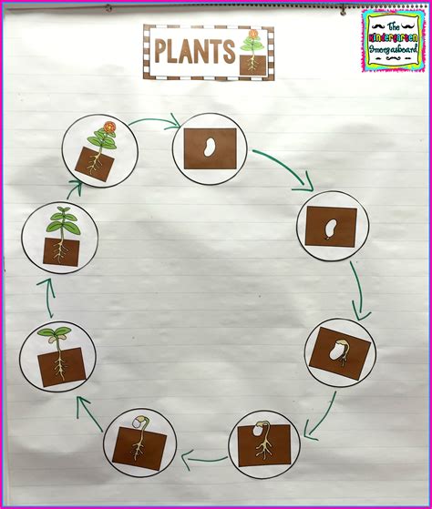 Plant Life Cycle The Kindergarten Smorgasboard