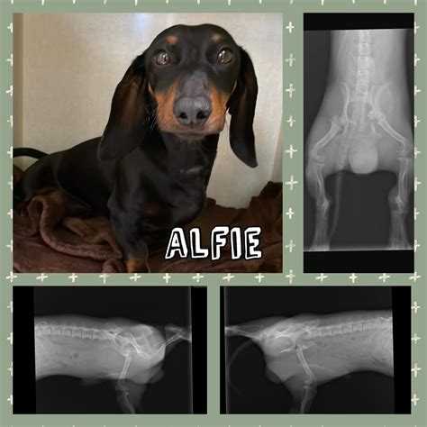 FURever Friends Fund - Animal Rescue