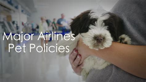 United airlines accepts domesticated dogs, cats. United suspends new reservations for pets in cargo hold ...