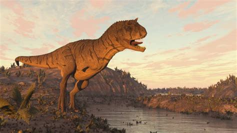 Hơn 290 Carnotaurus Hình Minh Họa ảnh Hình Chụp And Hình ảnh Trả Phí Bản Quyền Một Lần Sẵn Có