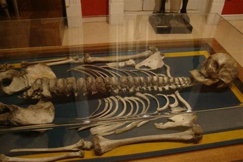 Giant Human Skeleton