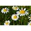 Wallpaper White Daisies Pretty Flowers Spring 2560x1600 HD Picture Image