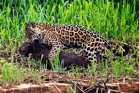 They look a lot like leopards, which live in africa and asia, but. Jaguars - Chris Brunskill