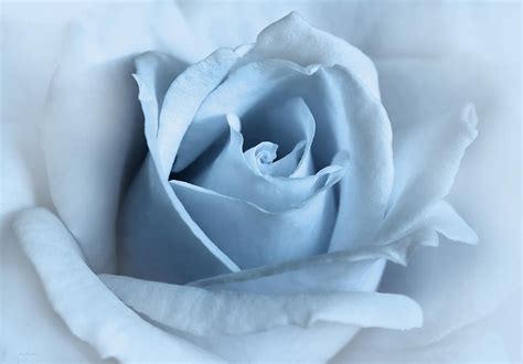 Softness Of A Blue Rose Flower Photograph By Jennie Marie Schell Fine