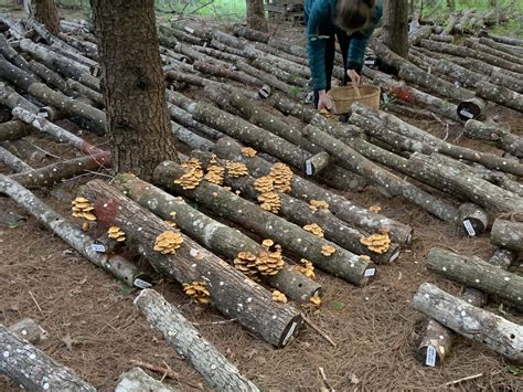 How To Stack Mushroom Logs For Winter Storage Blog