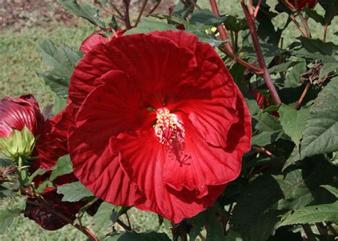 Hardy Hibiscus Brings Unique Traits To Gardens Mississippi State