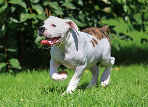 We did not find results for: American Bulldog Breed Information, Characteristics & Heath Problems | DogZone.com