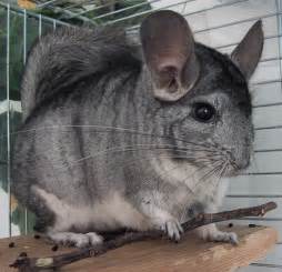 This is a great question to ask yourself before making the decision to purchase a chinchilla. The Animal Cabin: Pet Chinchillas