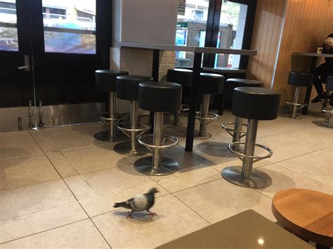 Browse 4,783 mcdonalds inside stock photos and images available, or search for fast food restaurant to find more great stock photos and pictures. This pigeon inside a McDonalds | Home decor, Bar table, Home