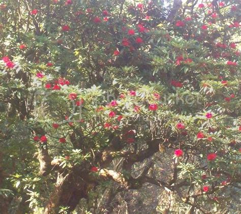 Flora Of Uttarakhand उत्तराखंड के फल फूल एव वनस्पति