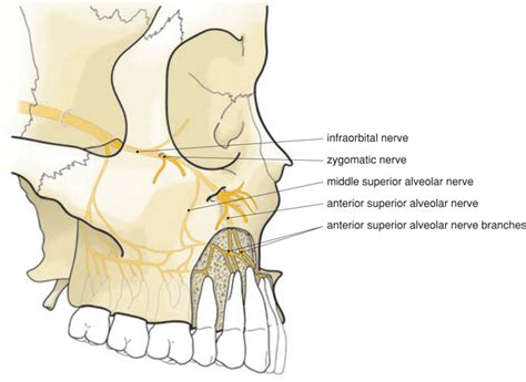 Upper Tooth Nerve Block