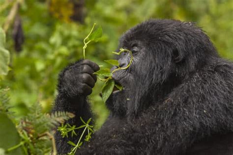 Do Gorillas Eat Meat The Gorilla Diet Explained
