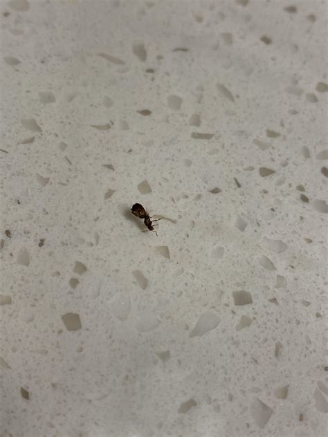 Is This A Bed Bug Found It Crawling On Me In The Living Room R