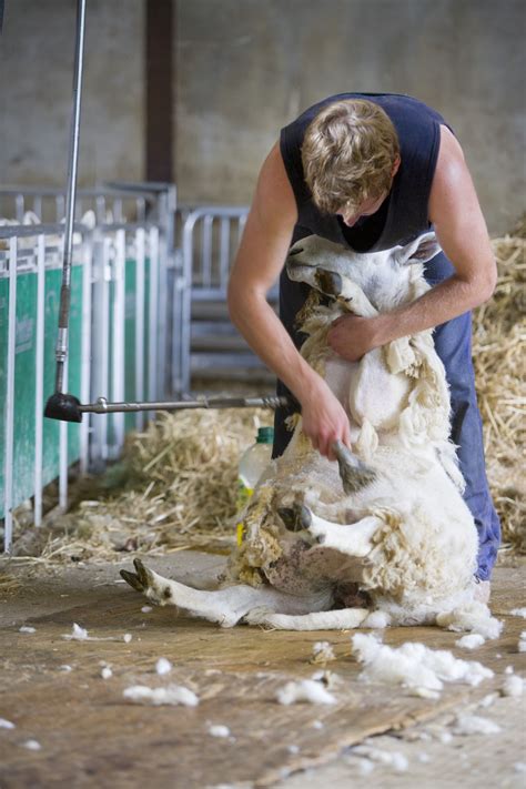 Farm Health Online Animal Health And Welfare Knowledge Hub Sheep