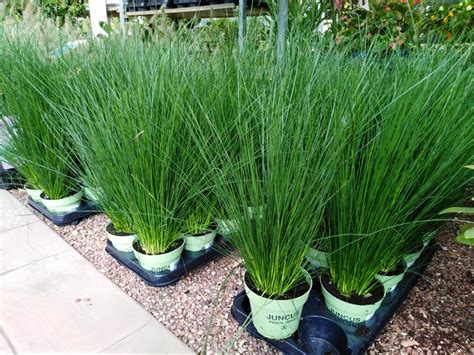 Juncus Pencil Grass Gardens