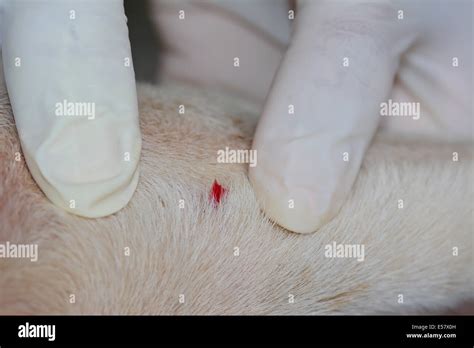 Closeup Of The Would After Remove Dog Tick In The Fur Stock Photo Alamy