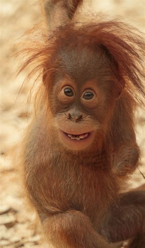 8 For Great Apes Cute Baby Animals Cute Animals Animals Beautiful