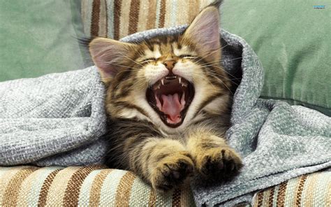 Cat Yawn Stretch Hd Wallpaper Animals Wallpaper Better