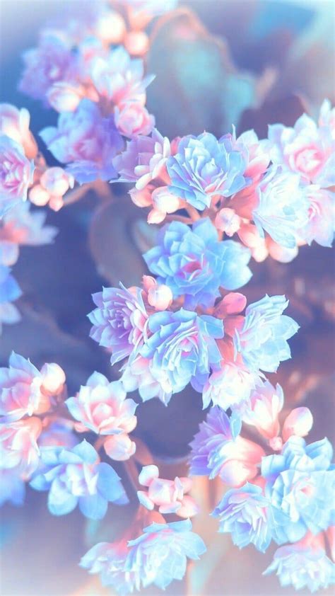 Are there any good wallpapers for aesthetic flowers? Aesthetic Flowers Wallpapers - Wallpaper Cave