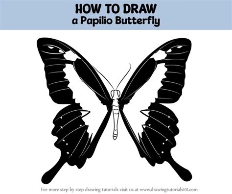 How To Draw A Papilio Butterfly Butterflies Step By Step