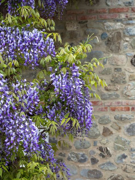 Flowers Purple Wisteria With A Stone Wall In The Background Stock Photo